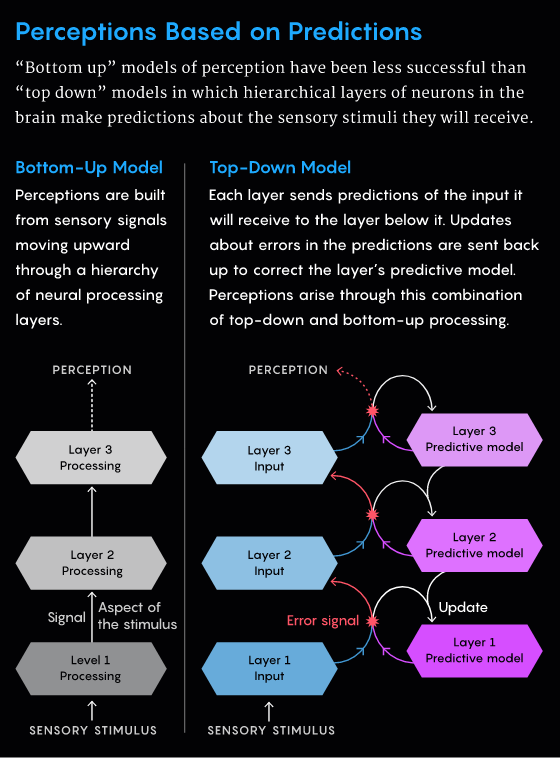 为提高能量利用效率，大脑练就了预测感知能力